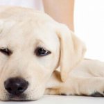 Arthrosis in dogs: symptoms and treatment