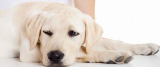 артроз у собаки симптомы и лечение