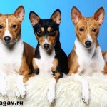 Basenji-dog-Description-features-care-and-price-of-the-basenji-breed-6
