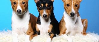 Basenji-dog-Description-features-care-and-price-of-the-basenji-breed-6