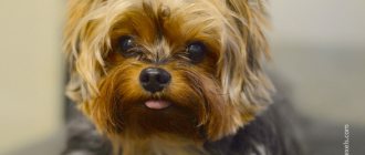 Baby face - a breed of Yorkie with a shortened muzzle and enlarged eyes
