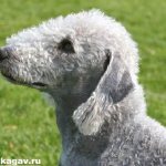 Бедлингтон-терьер-собака-Описание-особенности-уход-и-цена-за-породой-3