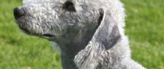 Bedlington Terrier-dog-Description-features-care-and-price-for-breed-3
