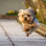 Yorkshire terrier running