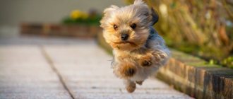 Yorkshire terrier running