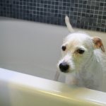 Белая собачка в ванне