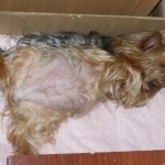 Pregnant Yorkie in a box