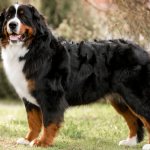 Bernese Mountain Dog - history and breed standard, character traits, pros and cons, rules of maintenance and care
