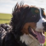 Bernese Mountain Dog