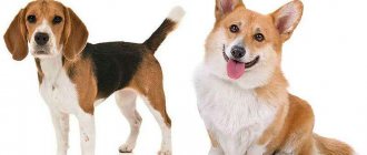 Beagle or Corgi: description, care, feeding, training of a mixed breed