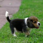 Beagles need long walks