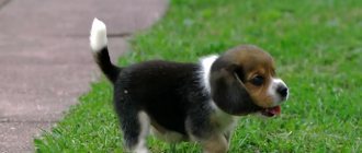 Beagles need long walks