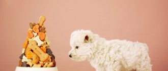 Bichon Frize: what to feed