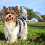 The Biewer Yorkie is a rare breed of Yorkie.