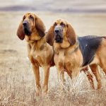 Bloodhound breed photo