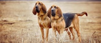 Bloodhound breed photo