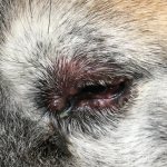 Blepharitis in a dog