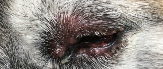 Blepharitis in a dog