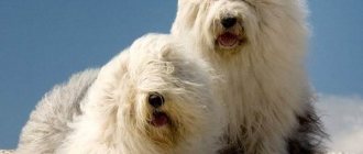 Бобтейл-собака-Описание-особенности-уход-и-цена-бобтейла-4