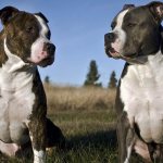 Fighting dog breeds: names and photos (catalog)