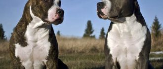 Fighting dog breeds: names and photos (catalog)