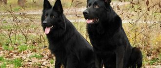 More than 300 nicknames for shepherd dogs: names for dogs of boys and girls