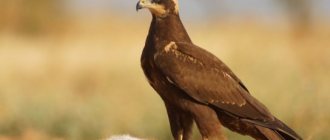 marsh harrier - description