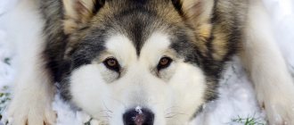 &#39;Most Malamutes are true gluttons, ready to commit a &quot;crime&quot; for the sake of a treat&#39; width=&quot;600