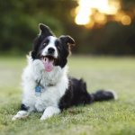 The Border Collie is often considered one of the smartest dog breeds. Their intelligence, combined with the fact that they learn quickly and get along very well with their people, makes them extremely obedient dogs. 