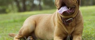 Dogue de Bordeaux-dog-Description-features-character-care-and-price-of-breed-2