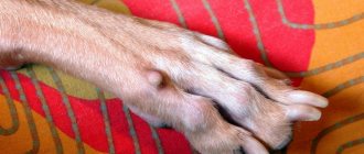 Wart on a dog&#39;s paw