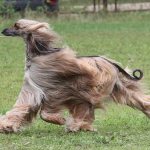 Greyhounds, Long-haired dog breeds