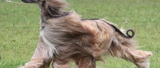 Greyhounds, Long-haired dog breeds