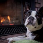 Boston Terrier - description of the breed, characteristics, selection of a puppy, care