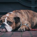 Bulldogs are slow and melancholy dogs