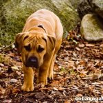 Boerboel-dog-Description-features-care-and-price-of-the-boerboel-7