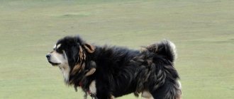 Buryat-Mongolian wolfhound stands