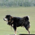 Buryat-Mongolian wolfhound stands