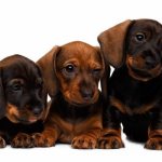 Prices for dachshund puppies