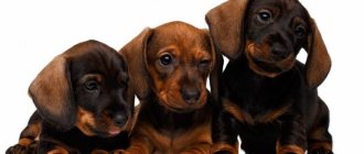 Prices for dachshund puppies