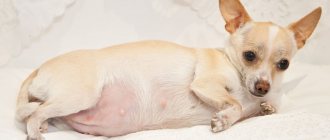 What to feed a pregnant dog