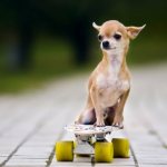 How to feed a Chihuahua at home with dry food or natural food