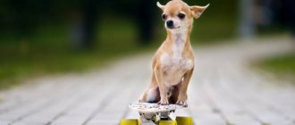 How to feed a Chihuahua at home with dry food or natural food