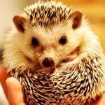 what to feed a hedgehog at home
