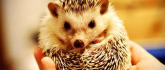 what to feed a hedgehog at home