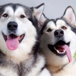 What to feed huskies at home