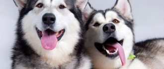 What to feed huskies at home