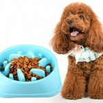 What to feed a poodle - choosing the type of food and creating a diet