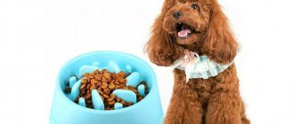 What to feed a poodle - choosing the type of food and creating a diet