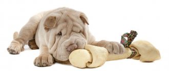 What to feed Shar Peis at home: which food is better